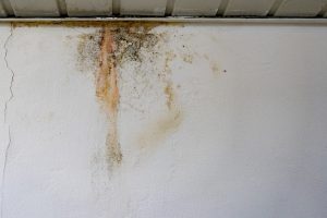 Water Leak Detection Can Identify Mould Growth